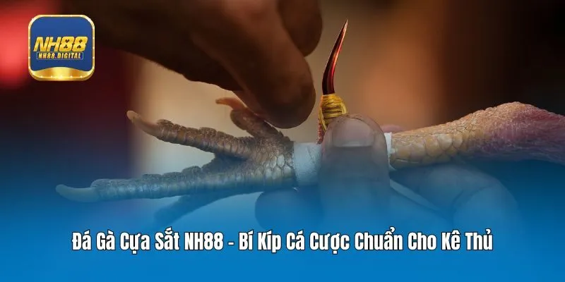 Đá Gà Cựa Sắt NH88 - Bí Kíp Cá Cược Chuẩn Cho Kê Thủ