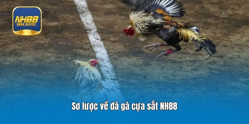 Sơ lược về đá gà cựa sắt NH88